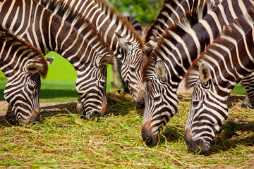 Fototapeta na wymiar Zebra herd was eating grass