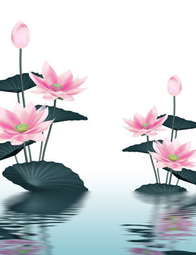 蓮根の花 の画像 3 327 件の Stock 写真 ベクターおよびビデオ Adobe Stock 蓮根の花 の画像 3 327 件の Stock 写真 ベクターおよびビデオ Adobe Stock