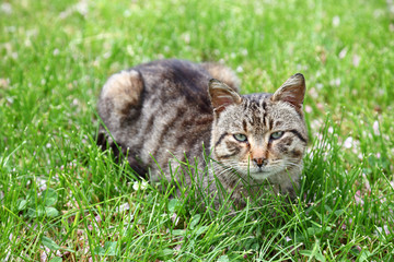 Naklejka na ściany i meble Cute cat on the green grass
