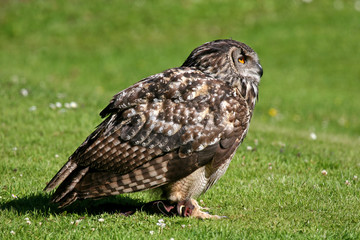 Eagle Owl