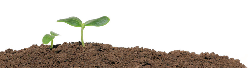 Small cucumber seedling