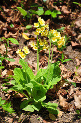 Schlüsselblume (Primula elatior)