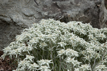 EDELWEISS Photo © Herby Meseritsch