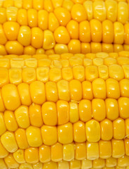cooked corncobs