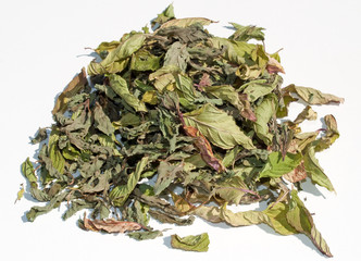 Pfefferminze - Mentha x piperita © M. Schuppich