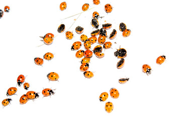 Ladybugs