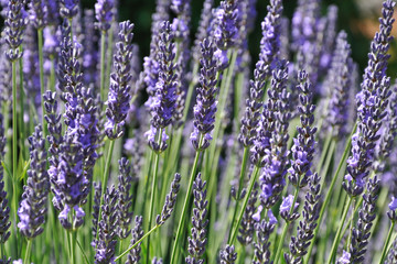 Lavender Field