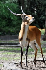 Moorantilope