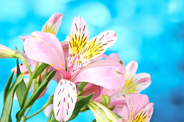 beautiful pink flowers on blue background