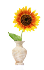 beautiful sunflower in a vase isolated on white