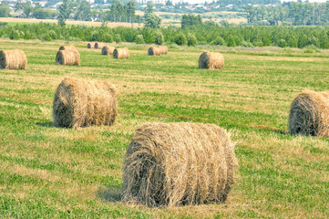Fototapeta premium Rolls of hay in a field.