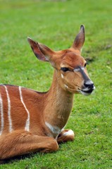 Nyala
