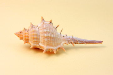 Single sea shell on yellow background