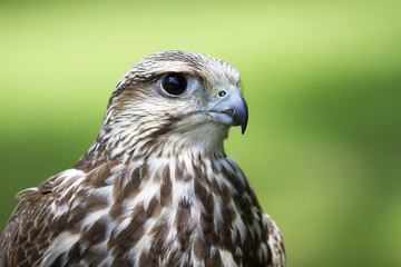 Saker Falcon