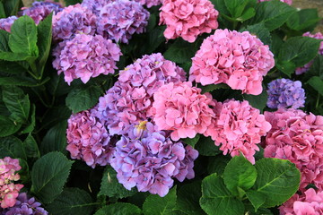 hortensia