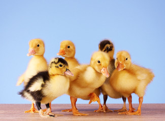 Little yellow fluffy ducklings on blue background