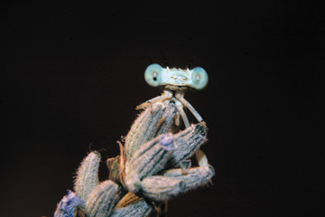 Ojos de libélula, anisoptera