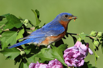 Eastern Bluebird
