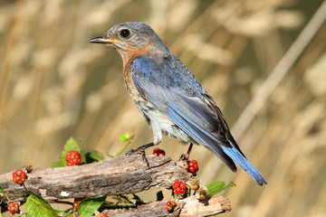 Eastern Bluebird