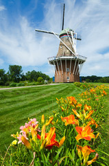 Summer flowers with historic duch windmill on background - obrazy, fototapety, plakaty