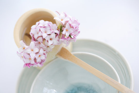 沈丁花