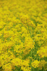 Obraz premium 菜の花
