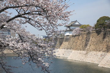 桜咲く大阪城
