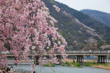 しだれ桜と渡月橋