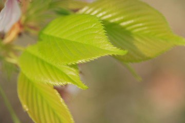 桜の若葉