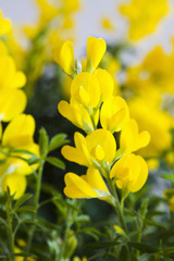 Obraz premium エニシダの花