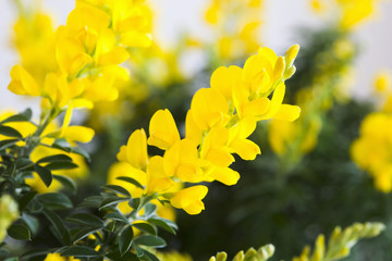 エニシダの花