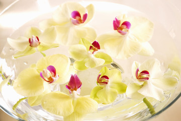 ランの花