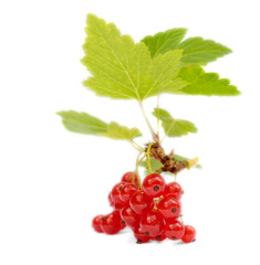 red currant isolated on white