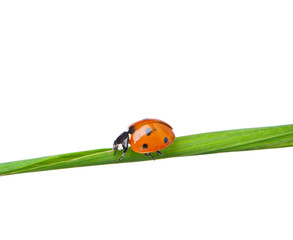 Ladybird
