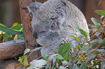 Koala asleep in the trees