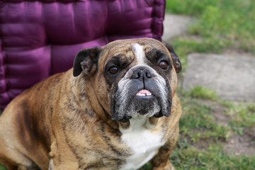 Fototapeta premium Englische Bulldogge