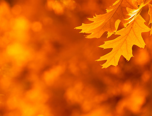 autumn leaves, very shallow focus