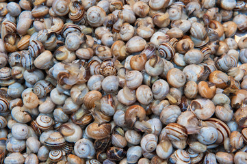bovoletti, fresh snails