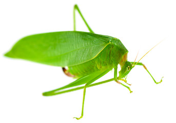 grande sauterelle verte, Tettigonia viridissima