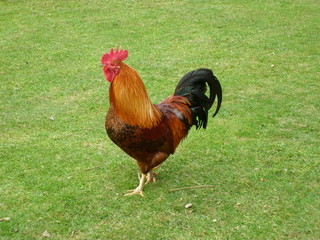 Cockerel