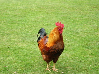 Cockerel