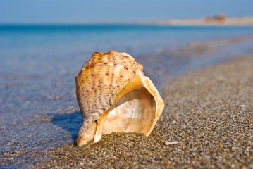 marine shell on a sea coast
