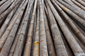 Bamboo Used in construction.