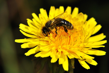 yellow dandelion