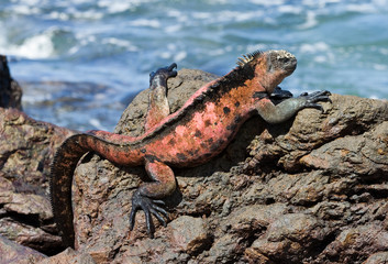 Marine iguana. Floreana island, Galapagos.