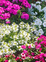 White Purple and Pink Flowers in Garden