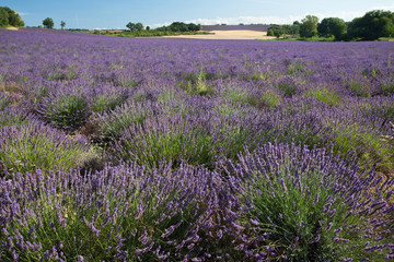 Naklejka na ściany i meble Lavender Feld Provence
