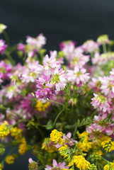 Bouquet of wild flowers on a  black