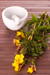 Nachtkerze mit Reibschale