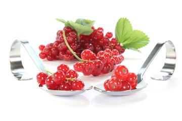 Johannisbeeren
